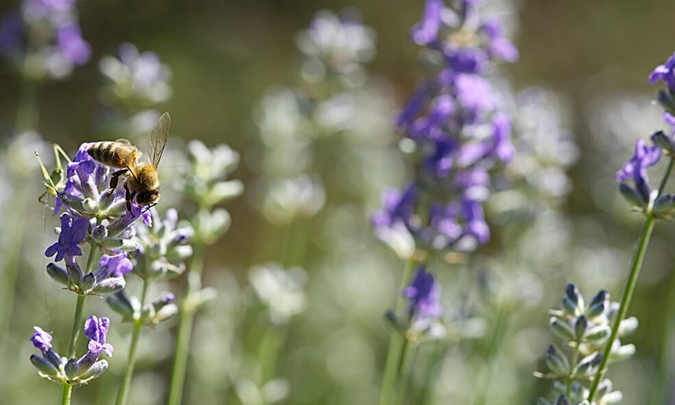 Lavanda