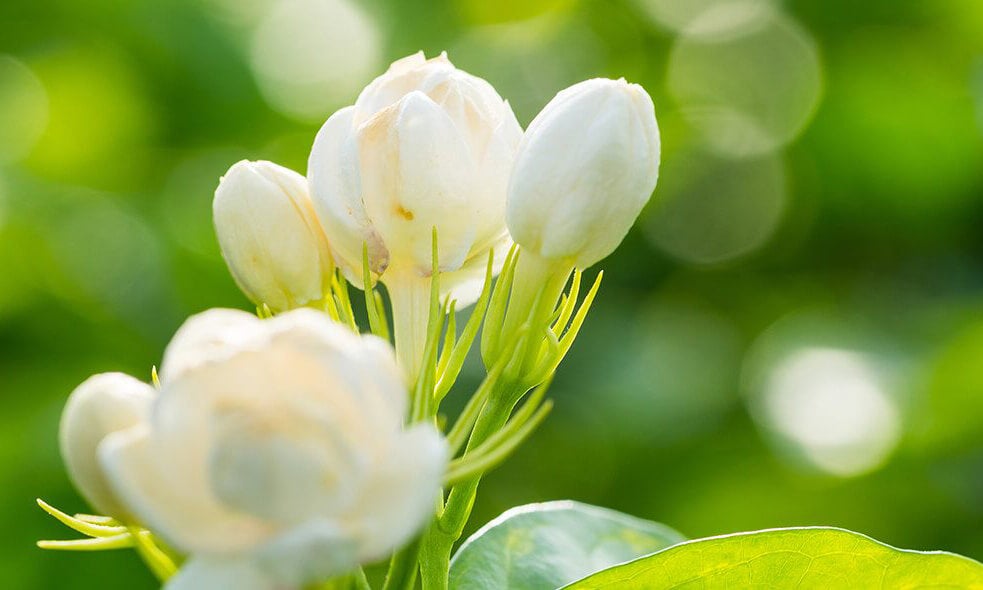 Cires de fleur