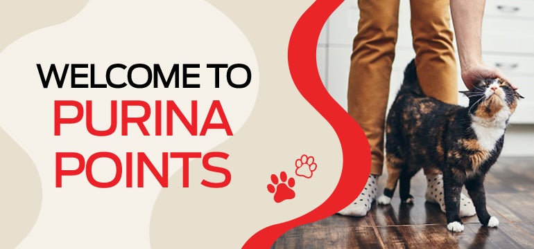 Purina cat food points top