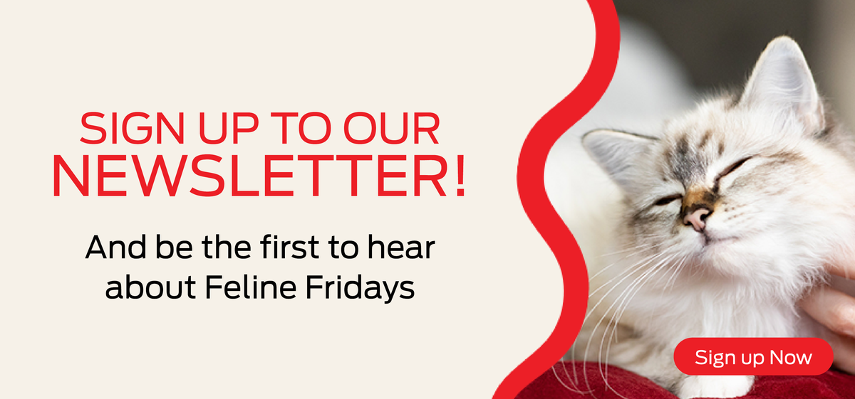 Sign up to our newsletter! And be the first to hear about Feline Fridays 