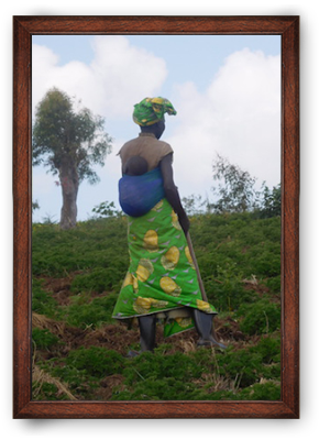 Organic geranium oil ORIGIN: DEMOCRATIC REPUBLIC OF THE CONGO