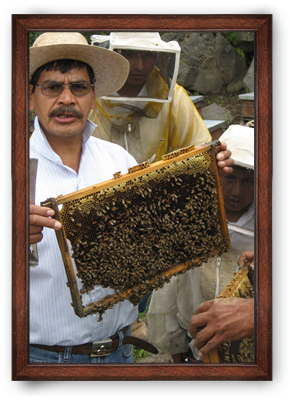 Honey ORIGIN: MEXICO
