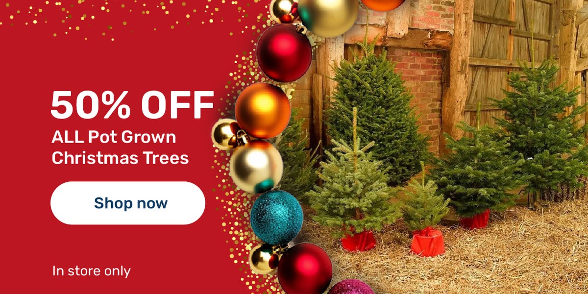 christmas trees on sale today