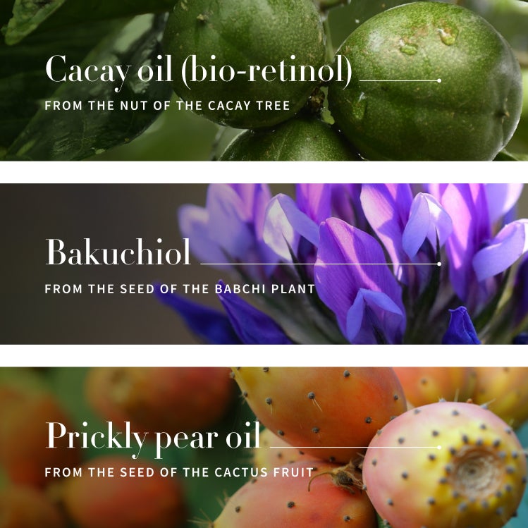 Cacay oil (bio-retinol) From the nut of the cacay tree. Bakuchiol From the seed of the babchi plant. Prickly pear oil From the seed of the cactus fruit.