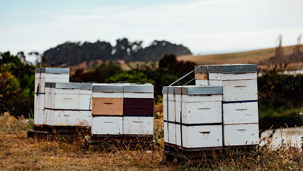Manuka Honey