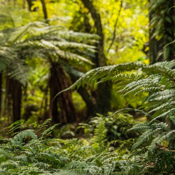 New Zealand Nature