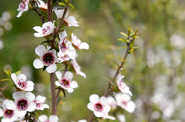 Manuka Honey