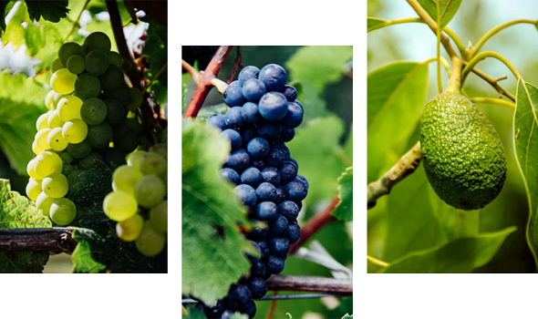 Grapes and an avocado