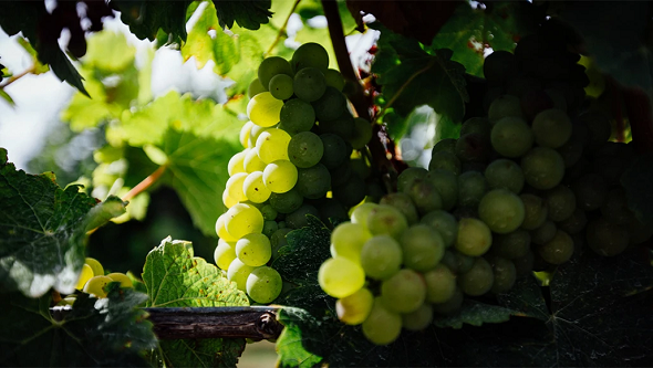 Le Raisin Vinanza, sous-produit de l’industrie viticole