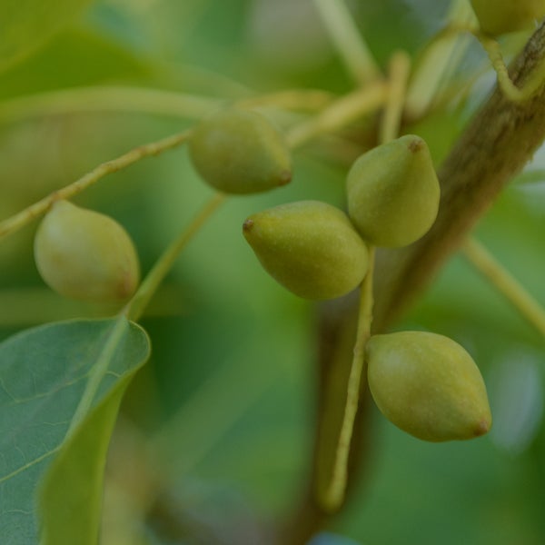 La prune de Kakadu contient jusqu'à 100 fois plus de vitamine C qu'une orange et garantie une peau repulpée, protégée et plus lumineuse.