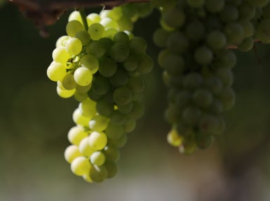 Le raisin et kiwi Vinanza®