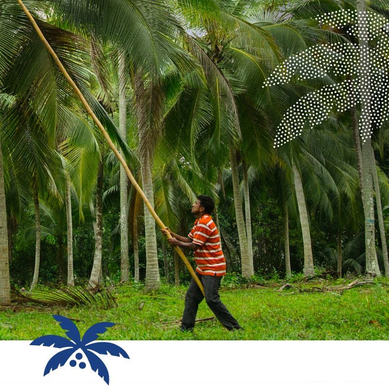 Le travailleur prend les cocos du palmier