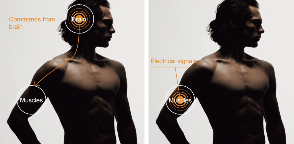 EMS Explained: Commands from brain to the muscle. Electrical signals in the muscle.
