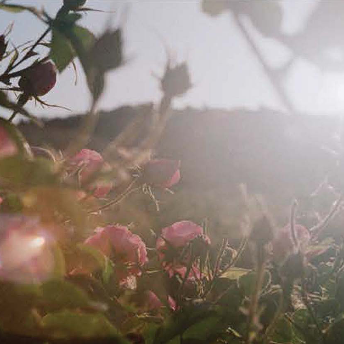 Rose de Mai field in Grasse, France
