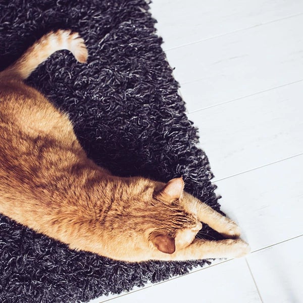 Beseitigen Sie Haustierunfälle von Ihren Teppichen
