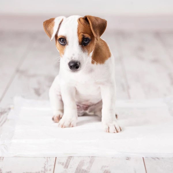 Sauberkeitstraining für Welpen und Hunde