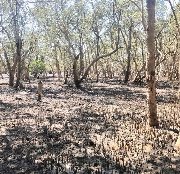 1 MILLION TREES. EVERY YEAR.