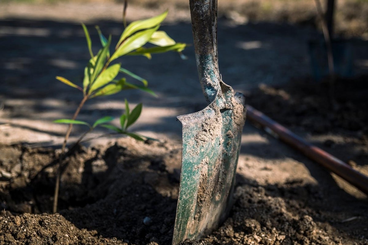 Image of sprouted leaf on soil with clear blue sky background