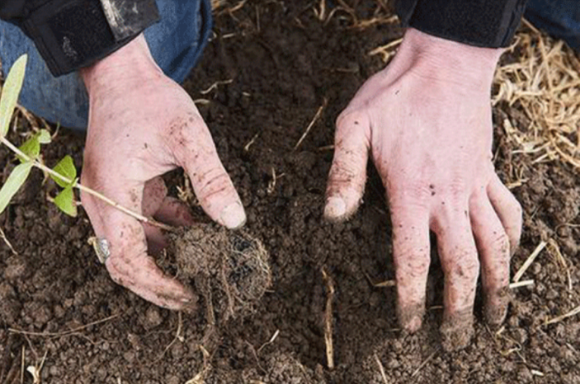 Pair of hands pulling up a root from the soil in the ground.