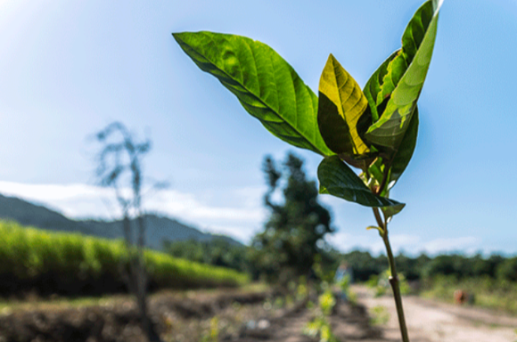 Image of sprouted leaf on soil with clear blue sky background