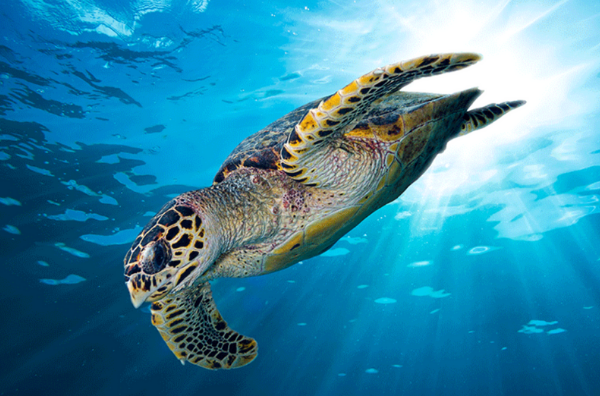 Turtle in the sea banner image