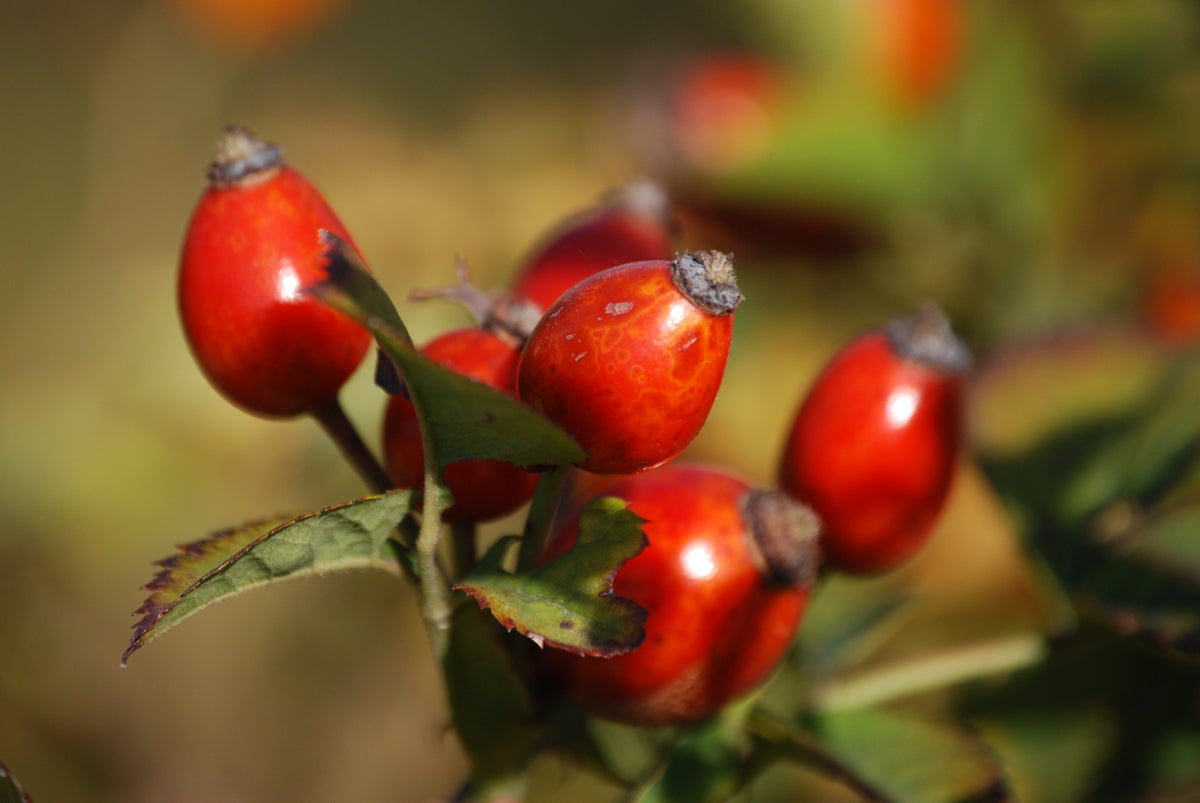 Picture of berries