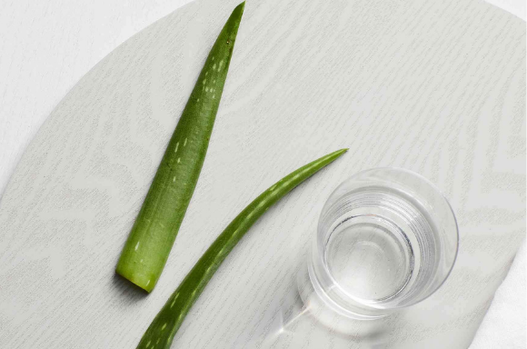 Two stems of aloe vera leaves with glass of water.