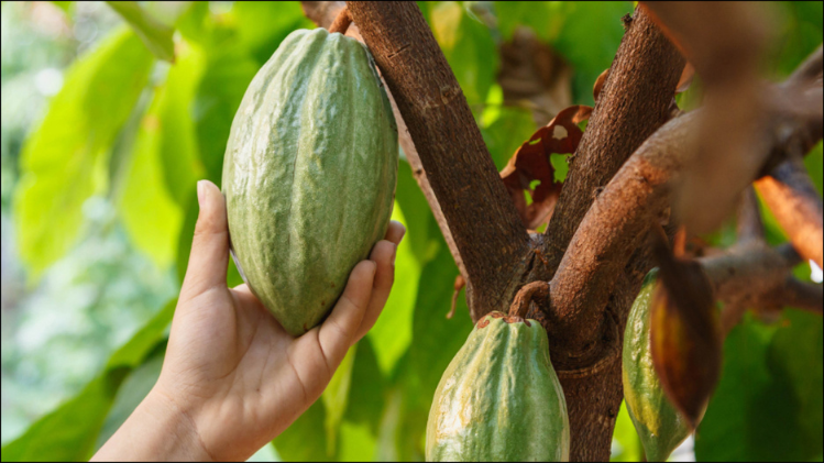 Someone holding a Coco Bean.