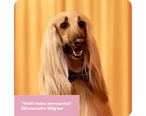 Long haired dog posing infront of a yellow curtain. Text overlay reads 
