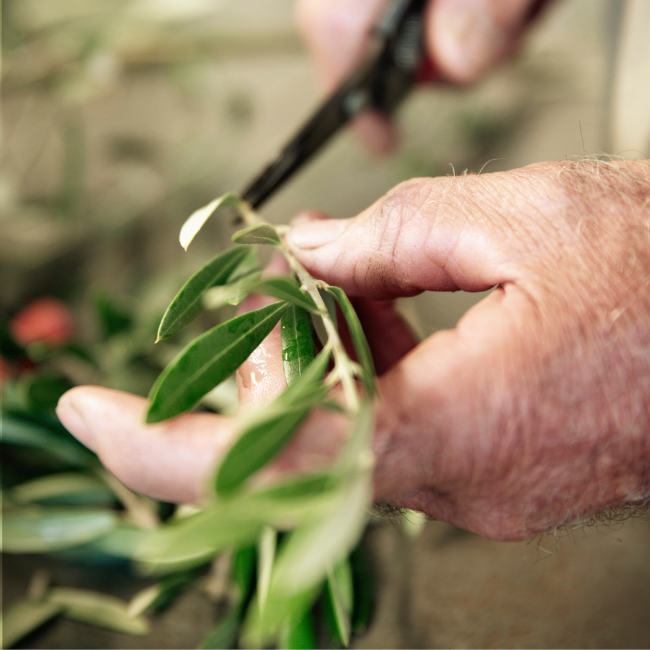 A man cutting a branch from olive tree for Comvita's olive leaf extract.