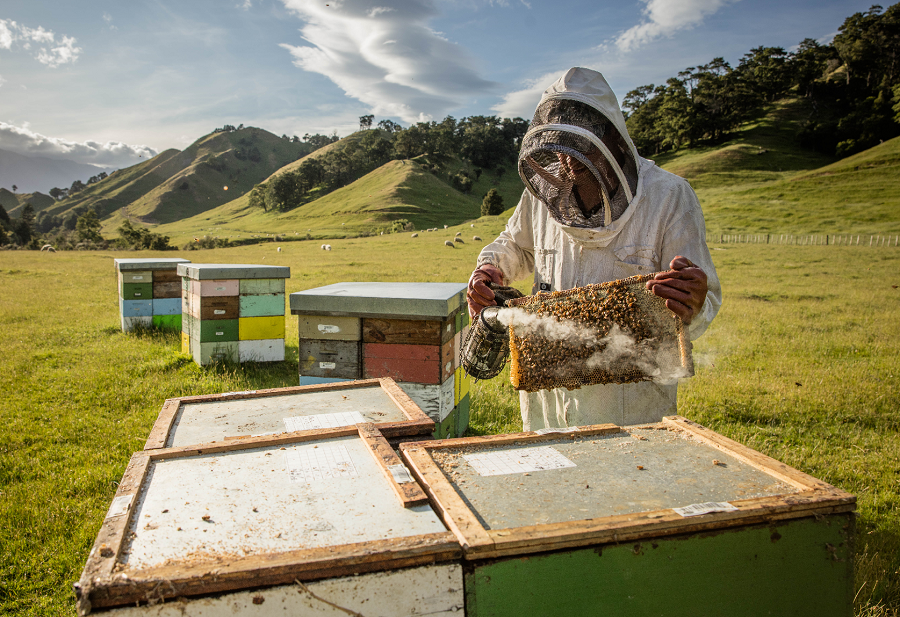 A bee keeper holding a hive with loads of honey bees sitting on it. The bee farm is surrounded by green hills and trees.