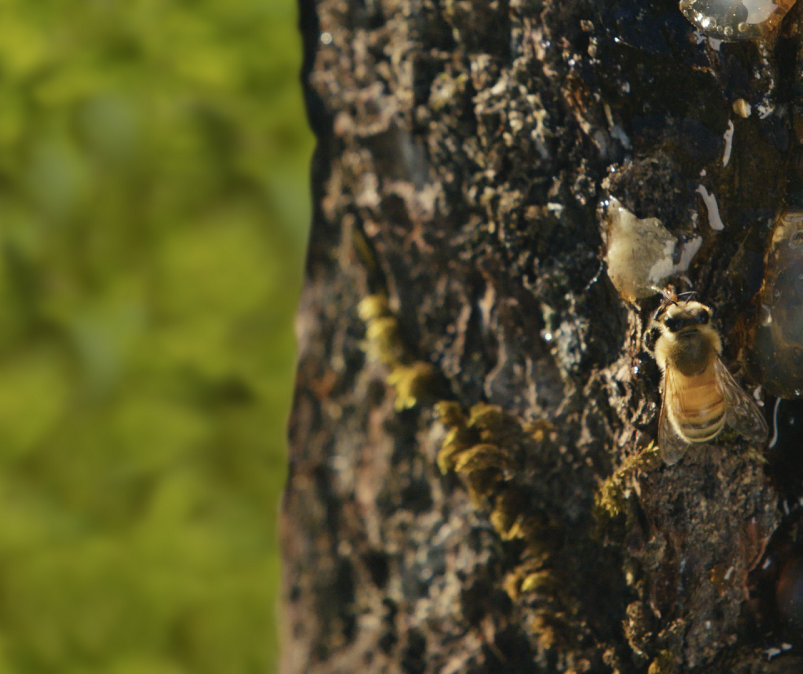 A bee collecting propolis from the tree, which then used for production of propolis oral spray from Comvita.