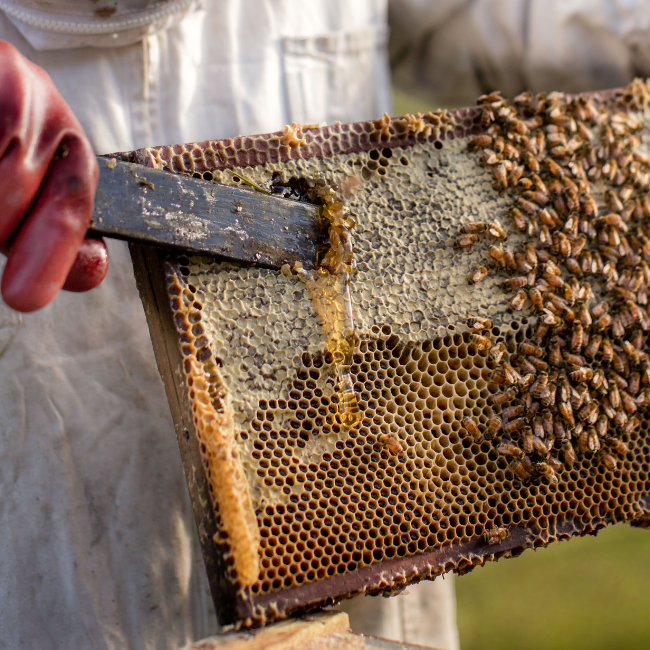 A man holding a hive and scratching honey from the surface.
