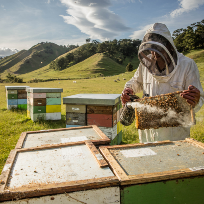 A bee keeper holding a hive with loads of bees sitting on it. The bee farm is surrounded by green hills and trees.