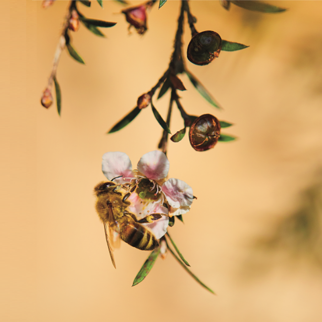A honey bee sitting on a pink flower and drinking flower juice/Nectar to produce manuka honey.