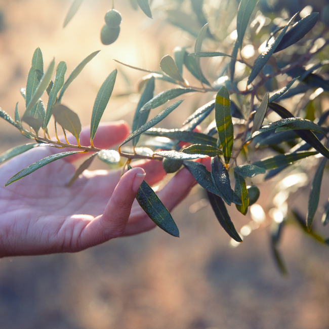 Woman's hand touching olive leaves used for production of Olive Leaf Extract.