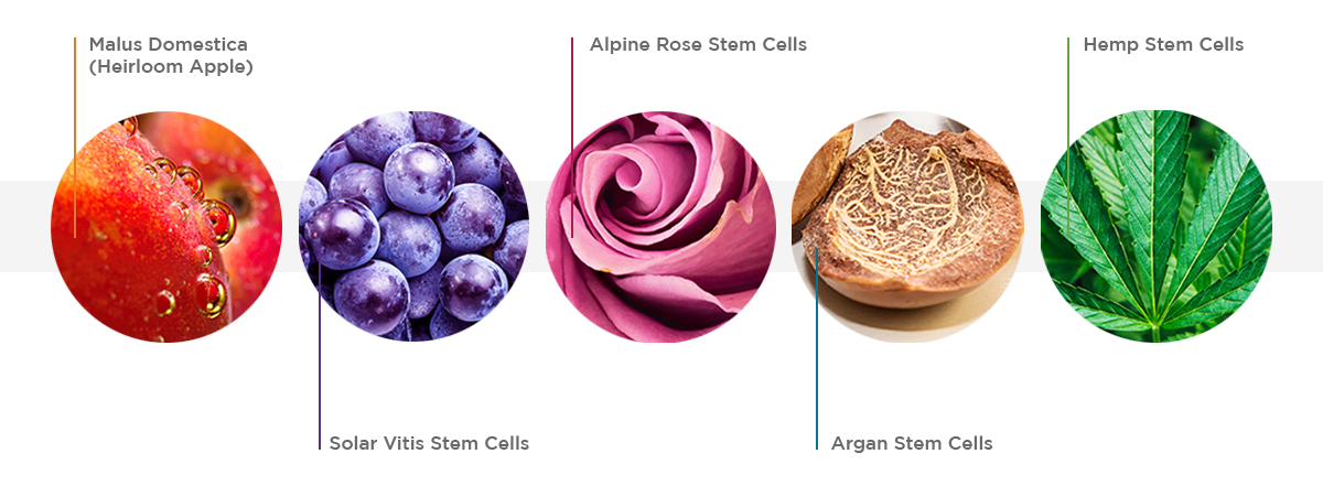 Malus Domestica (Heirloom Apple) - Solar Vitis Stem Cells - Alpine Rose Stem Cells - Argan Stem Cells - Hemp Stem Cells
