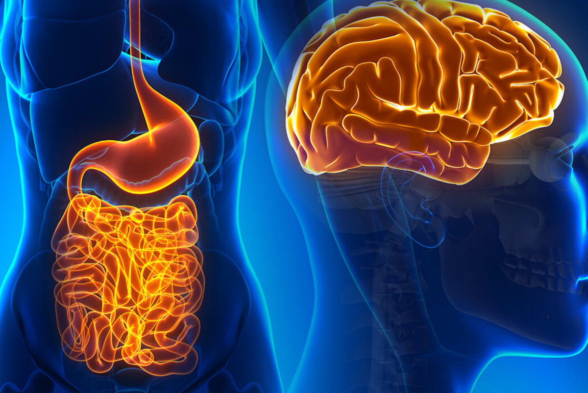 Interconnessione tra intestino e cervello e' molto forte
