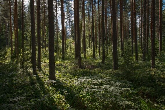 a forest with tall trees