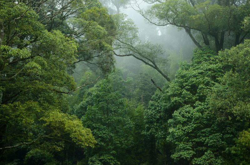 trees in a forest