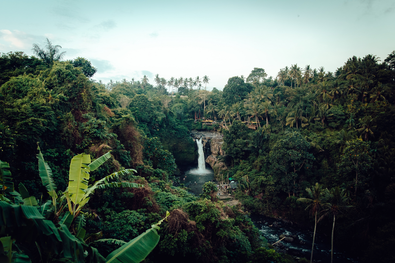 a waterfall surrounded by a forest