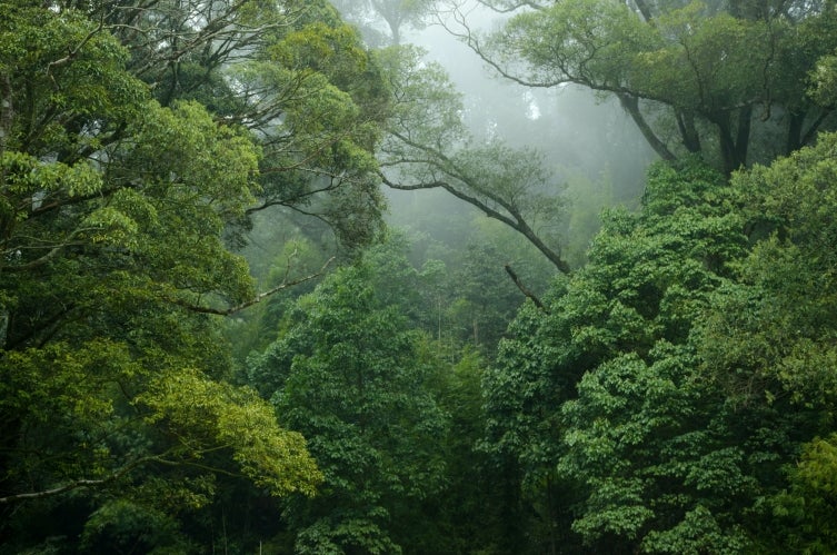 A wild foggy forest.