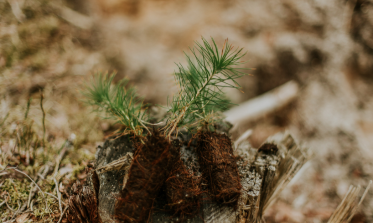 The benefits of tree planting