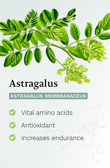 Astralagus (Astralagus Membranaceus) - Vital Amino acids,Antioxidant and increases endurance