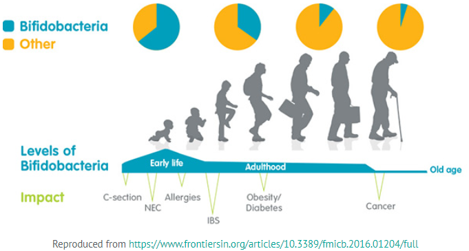 Levels of Bifidobacteria during lifetime