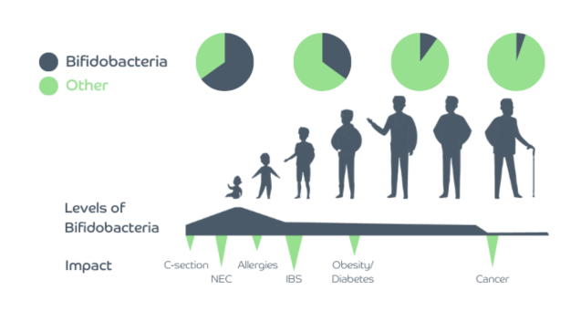 Levels of Bifidobacteria from early life to old age