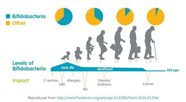 Levels of Bifidobacteria from early life to old age