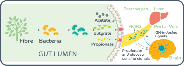 Gut Lumen