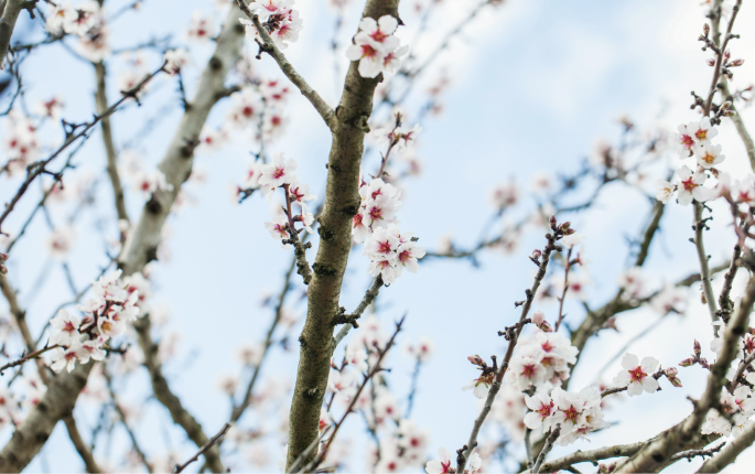 almond tree