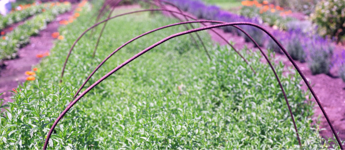 Lavendar flower bed